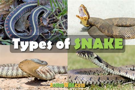 Different Types Of Pet Snakes