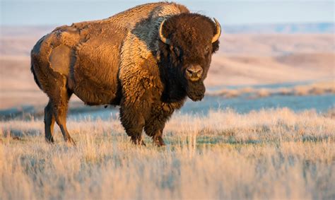 American Bison - Endangered Species - Endangered Wonders