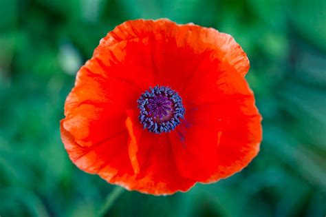 Memorial Day Poppy Flower Meaning - Legion Family Flower Of Remembrance ...