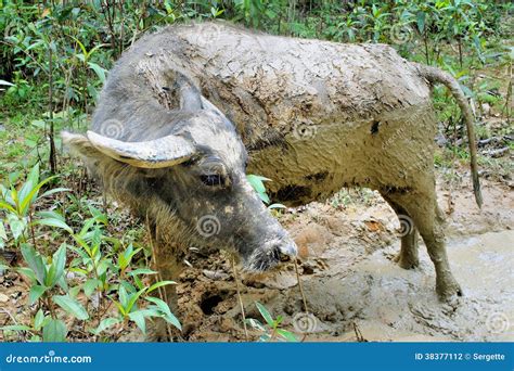 Asian buffalo. KARABAO stock photo. Image of nature, mammals - 38377112