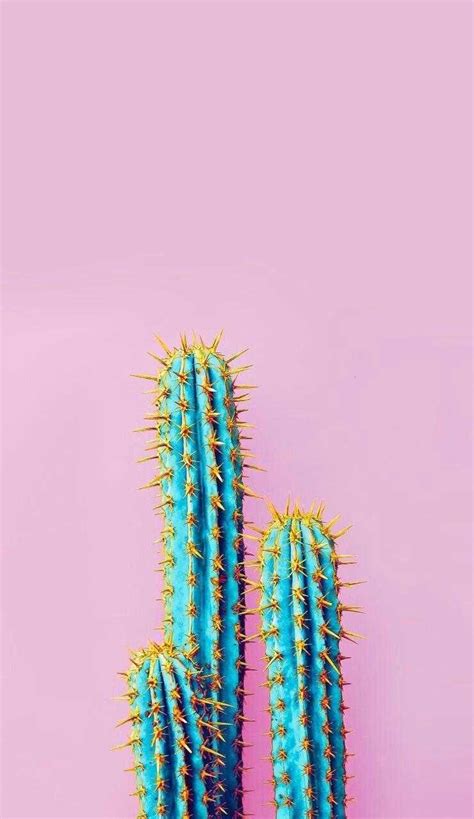 4K Cactus Wallpaper - iXpap