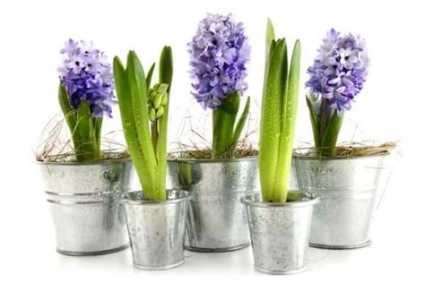 How To Grow Hyacinths Indoors - Urban Garden Gal