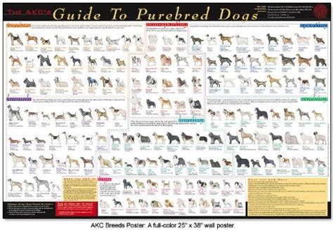 Kennels: Official American Kennel Club AKC All Breed Poster