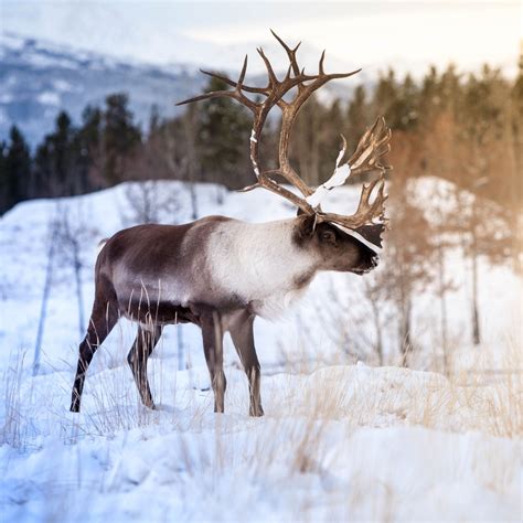 Roam and Reign – “Winter is Here” Caribou Edition | Yukon Wildlife Preserve