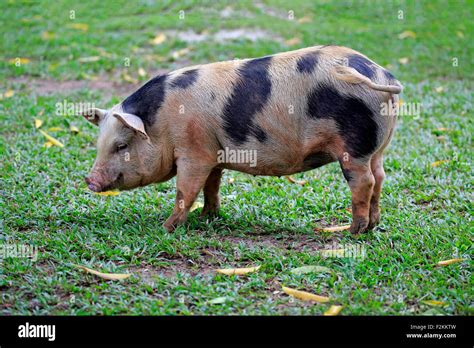 Domestic pig (Porcus domesticus), female, Pantanal, Mato Grosso, Brazil ...