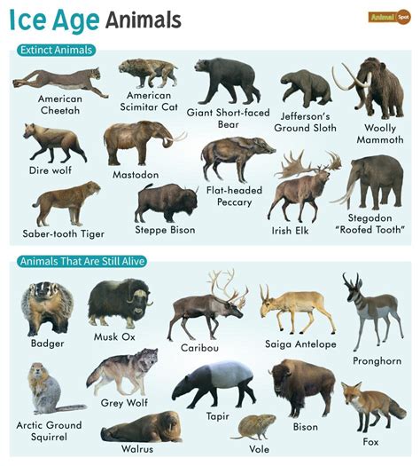 Ice Age Animals – Facts, List, Pictures