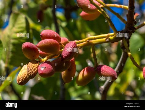 pistachio tree Stock Photo: 163181173 - Alamy