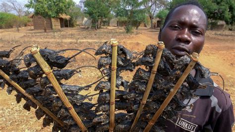 Pour survivre, les populations pauvres du Malawi font la chasse aux souris