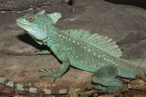 Plumed Basilisk, Basiliscus plumifrons, #07940