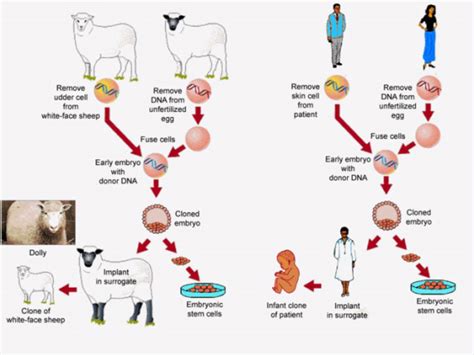 Tools Used - Genetic Engeneering