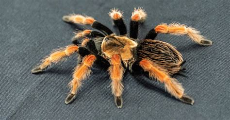 What Do Tarantulas Eat? 23 Foods They Consume - AZ Animals