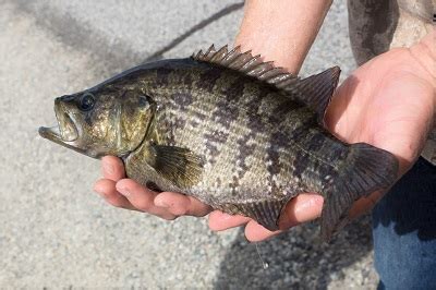 Fishing for Sacramento Perch (native)