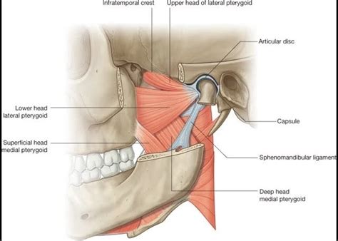 Lateral Pterygoid muscle - Origin, Insertion, Function, Exercise