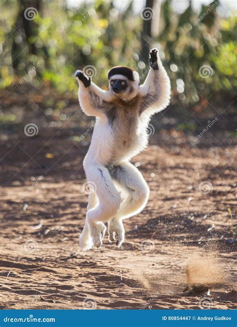 Dancing Sifaka (Lemur) Royalty-Free Stock Image | CartoonDealer.com ...