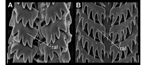 Radula. A. Amiantofusus candoris, radula, lateral base straight (char ...