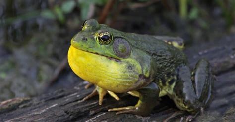 Bullfrog Teeth: Everything You Need To Know - A-Z Animals