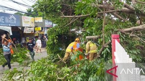 Kumpulan Berita Pohon Tumbang Jakarta Terbaru Dan Terkini