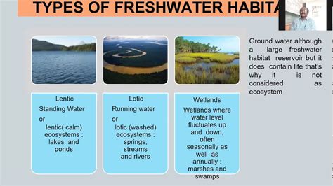 Fresh Water Ecosystem - YouTube