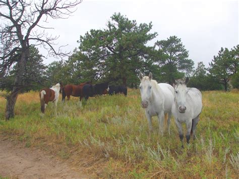 Dan and Eileen on the go: The Black Hills Wild Horse Sanctuary