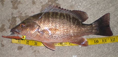 Mangrove Snapper - A Definitive Guide | Fishing from Florida Shores