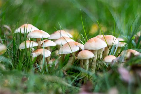 The 8 Different Types Of Lawn Mushrooms - A-Z Animals