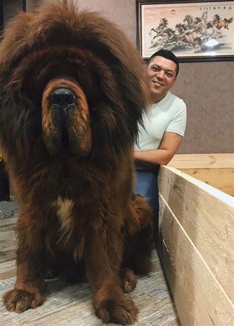 One Tibetan Mastiff - Good Boy : r/HumanForScale