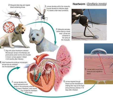 INTESTINAL PARASITES - SHIH TZU'S BY ELAINE