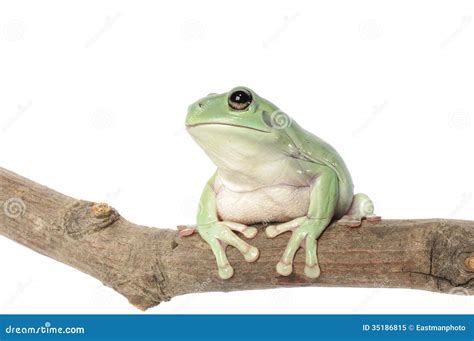 Whites Tree Frog Royalty Free Stock Photo - Image: 35186815