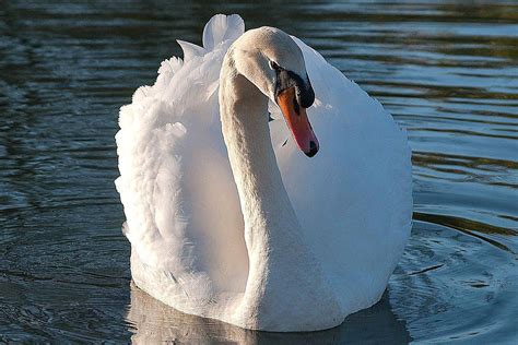 Swan Species List