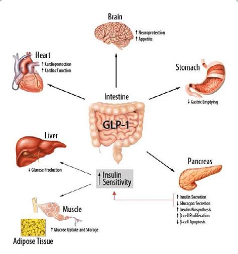 Glp 1 Receptor Agonist Mechanism Of Action