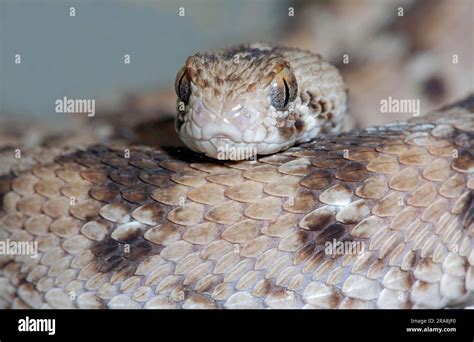 West African Carpet Viper (Echis ocellatus), Ocellated Carpet Viper ...