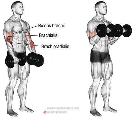 How to Dumbbell Reverse Curl | Musculation, Musculation biceps ...