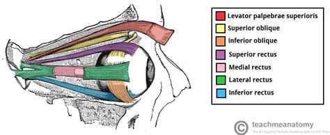 The Oculomotor Nerve (CN III) - Course - Motor - TeachMeAnatomy