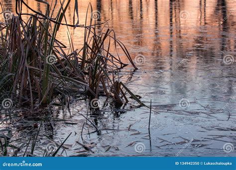 Ice on Pond in Sunrise with Frozen High Grass Stock Photo - Image of ...