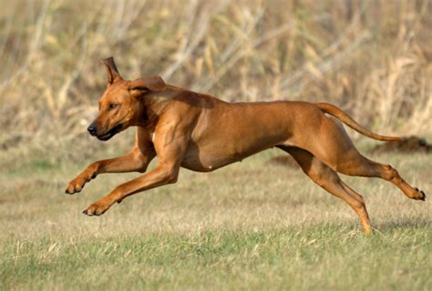 Testing the Jaw Strength of Rhodesian Ridgebacks