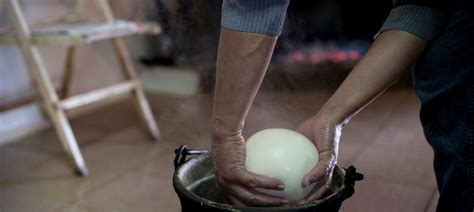 From cow to plate, Caciocavallo Podolico production explained