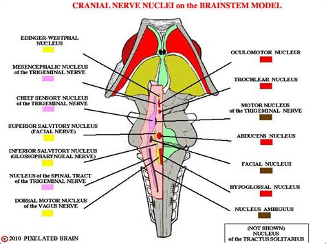 Nursing School Tips, Ob Nursing, Nursing Schools, Medical School ...