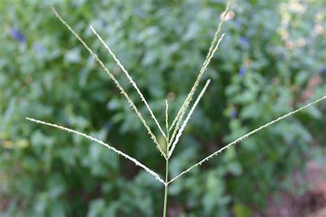 Weeds – Identification with Pictures | Walter Reeves: The Georgia Gardener