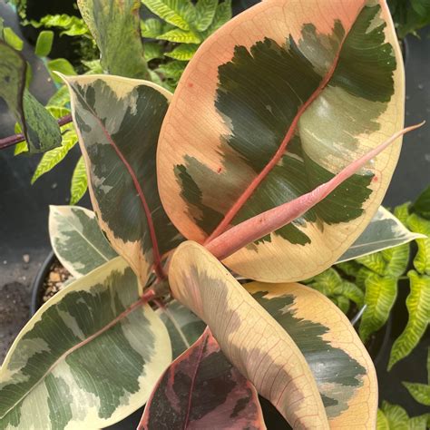 Ficus elastica 'Tineke' - Variegated Rubber Tree (4.5" Pot) | Little ...