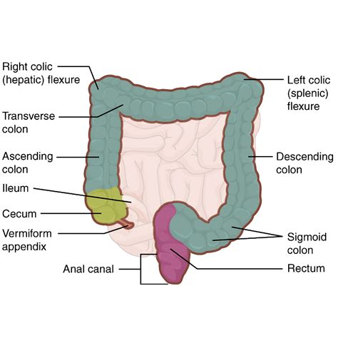 Large Intestine Diagram