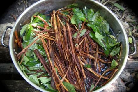 Ayahuasca: How To Prepare For Your First Ceremony! ⋆ The Costa Rica News