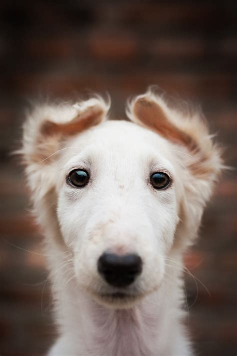 Beautiful Dogs, Animals Beautiful, Borzoi Puppy, Saluki, Whippets, I ...