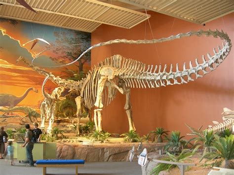 Seismosaurus skeleton - DinoPit