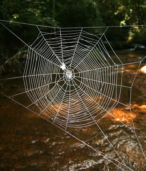 Itsy Bitsy Spider's Web 10 Times Stronger Than Kevlar | Live Science