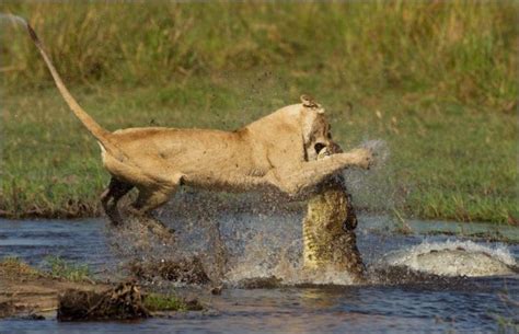 Lion vs crocodile (11 pics) | Amazing Creatures