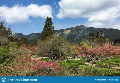 Cherry Blossoms in Alishan, Taiwan Stock Image - Image of famous, fresh ...