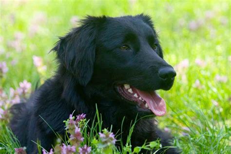 What Breed Of Dog Looks Like The Black Golden Retriever? - Retriever Advice