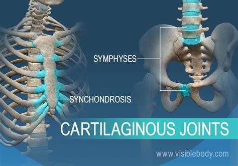 Synchondrosis And Symphyses Are Examples Of Joints / Suture of skull ...