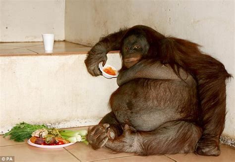 Britain's fattest Orangutan - On a Diet Now - Not Lovin' It !! this is ...