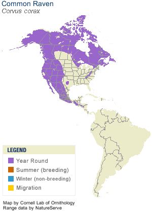 Common Raven, Identification, All About Birds - Cornell Lab of Ornithology